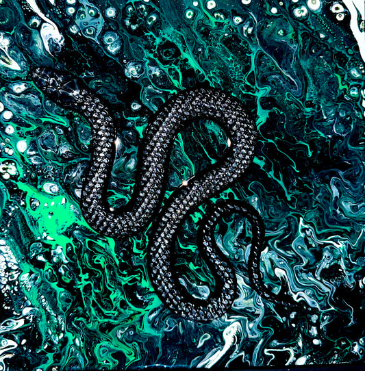 Black pine snakes